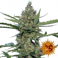 Laughing Buddha - Barney's Farm